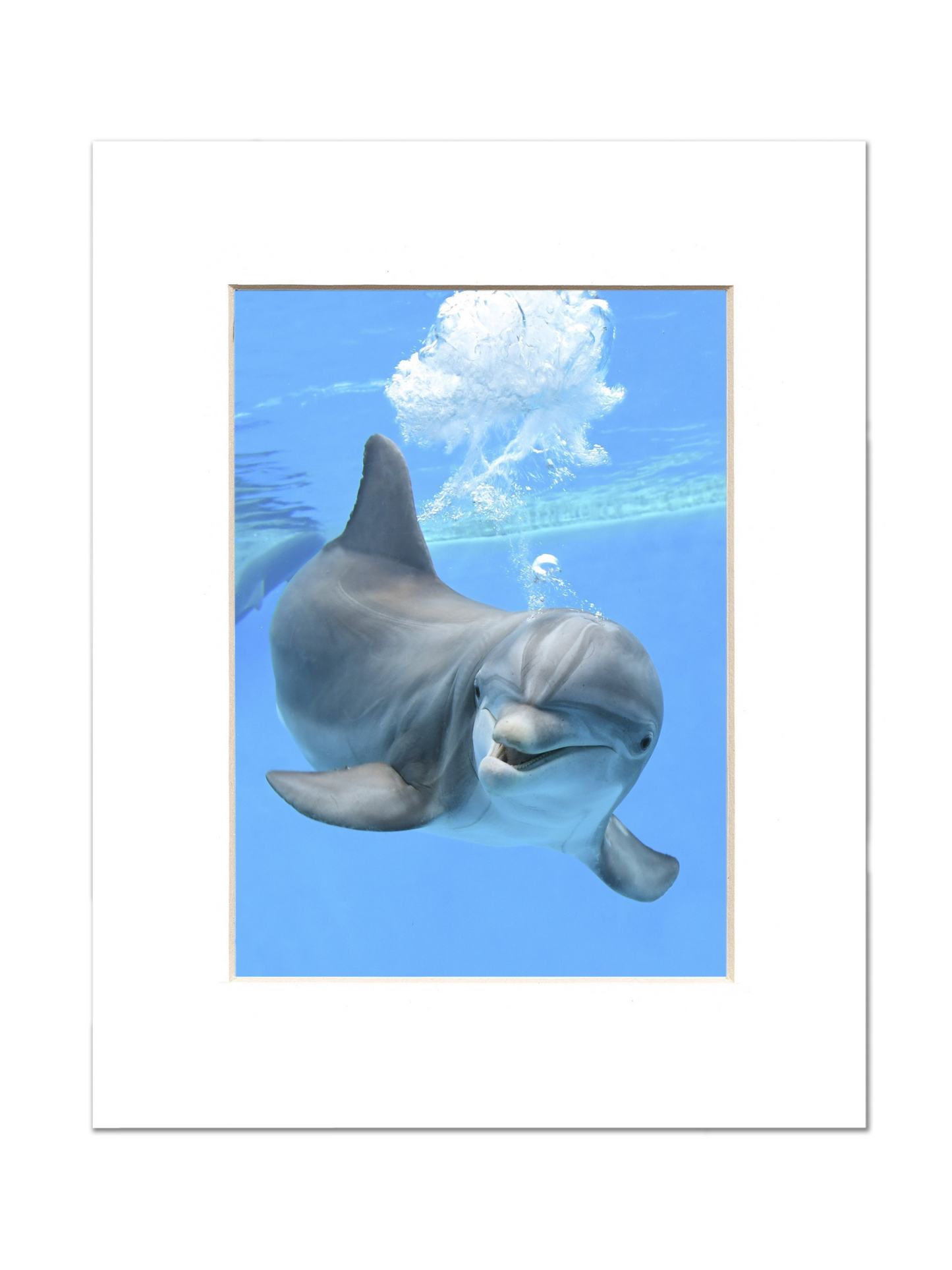 DOLPHIN BKZ PRINT
