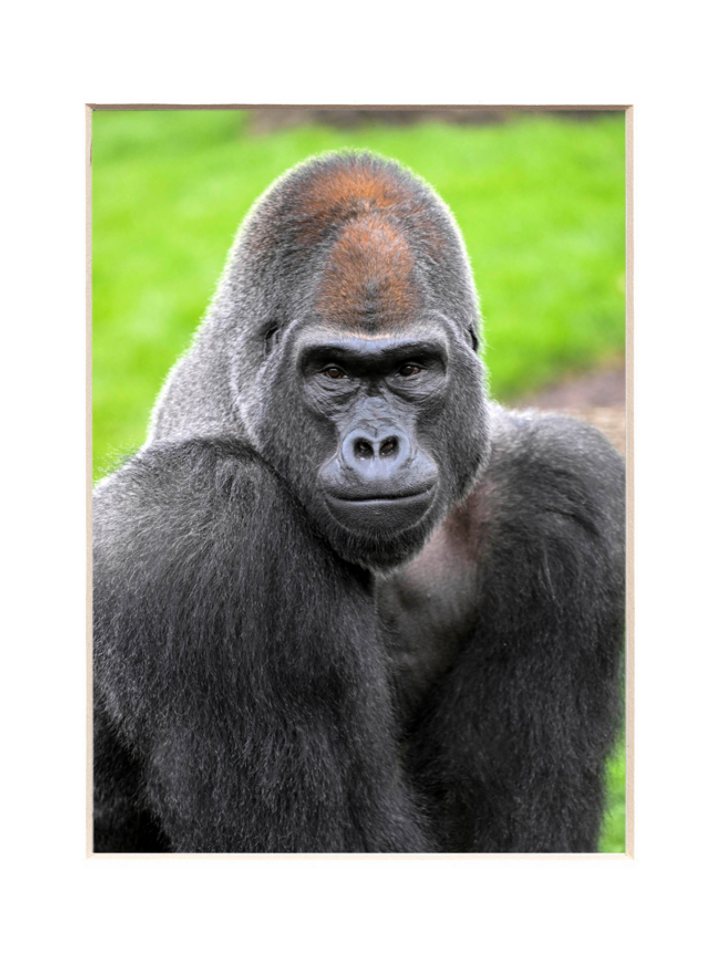 JONTU GORILLA BKZ PRINT