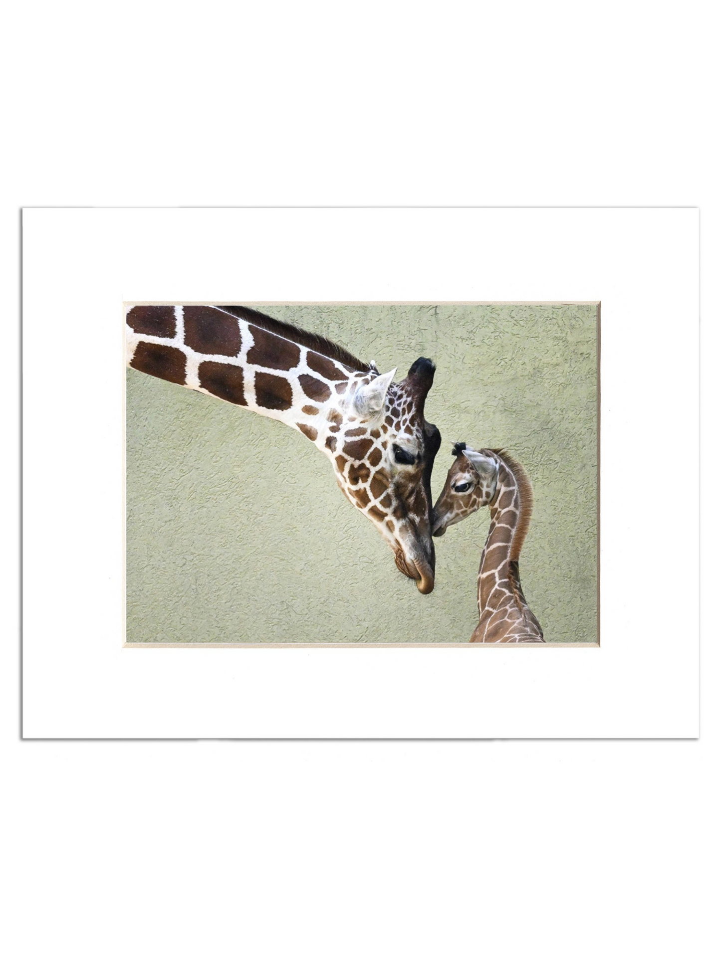 GIRAFFE & CALF BKZ PRINT