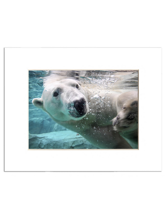 POLAR BEAR BKZ PRINT