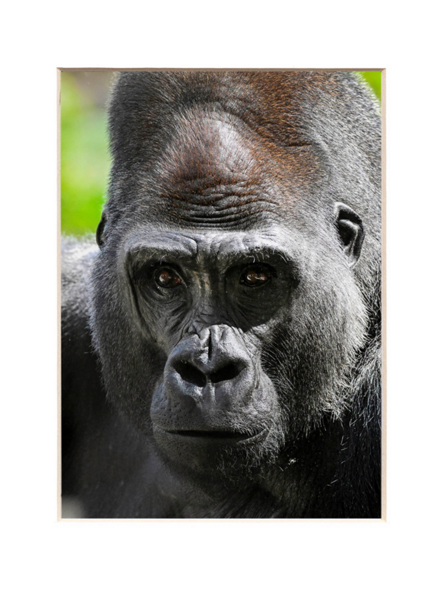 SHANGO GORILLA BKZ PRINT