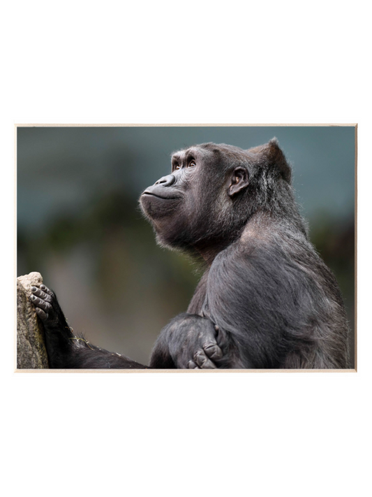 GORILLA BKZ PRINT